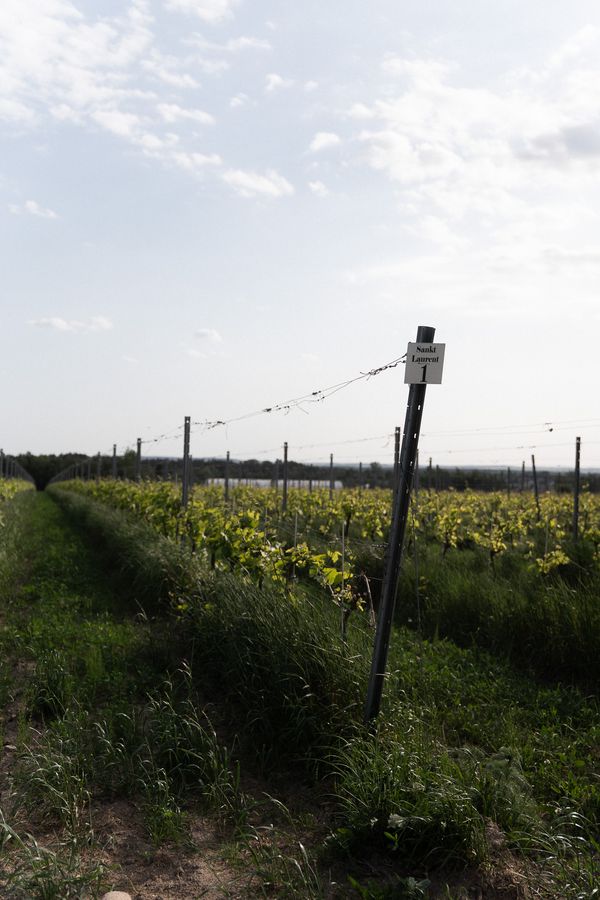 Bilet wstępu NOWY KSZTAŁT 21.08 
