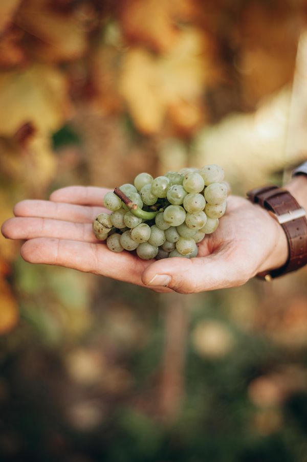 Wino białe wytrawne Sauvignon Blanc